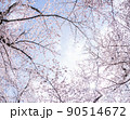 空と桜 90514672