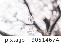 桜 90514674