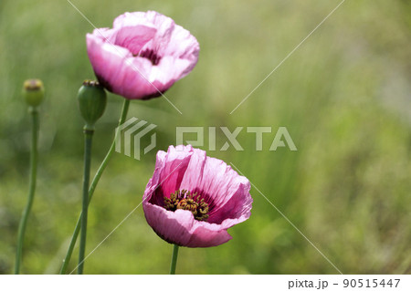 春の野に咲く紫色のアツミゲシの花 春の野に咲く紫色のアツミゲシの花 90515447