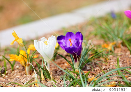 クロッカスの花 90515934