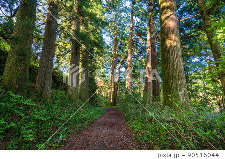 （神奈川県）旧東海道　箱根宿の杉並木 90516044