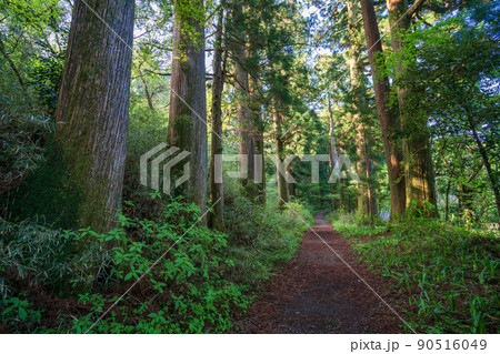 （神奈川県）旧東海道　箱根宿の杉並木 90516049
