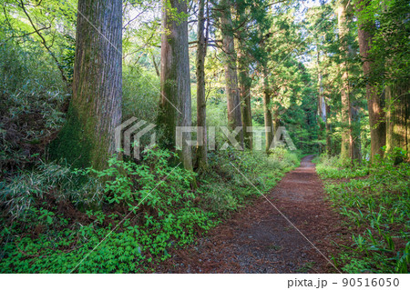(神奈川県)旧東海道 箱根宿の杉並木 (神奈川県)旧東海道 箱根宿の杉並木 90516050