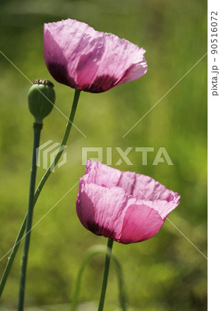 春の野に咲く紫色のアツミゲシの花 春の野に咲く紫色のアツミゲシの花 90516072