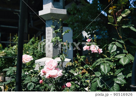 大和七福八宝花曼荼羅おふさ観音(ピンクのばら) 大和七福八宝花曼荼羅おふさ観音(ピンクのばら) 90516926