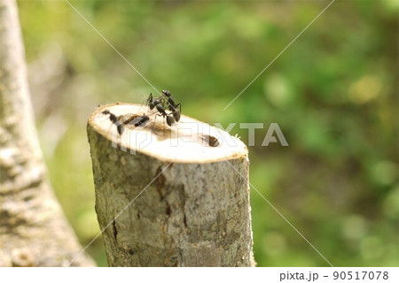 樹木の大敵、アリやカミキリムシの幼虫にご注意ください。 90517078