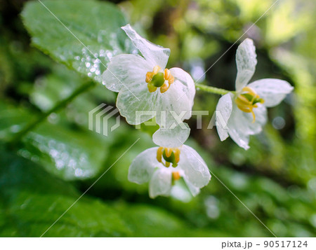 ガラス細工の花 ガラス細工の花 90517124