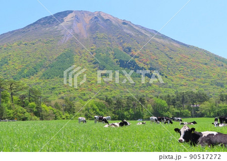 【鳥取県】大山と放牧された牛 【鳥取県】大山と放牧された牛 90517272