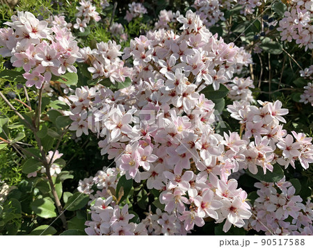 Indian hawthorn (lat.- Rhaphiolepis indica) 90517588