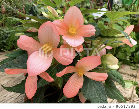 Beautiful pink flowers Begonia (Latin - Begonia) 90517593