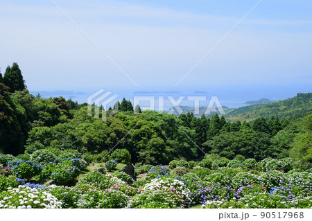 笠山観光農園のアジサイ 90517968