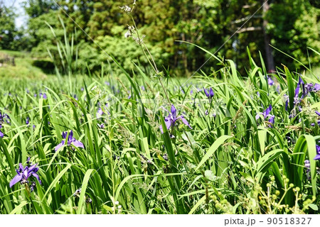 新沢千塚古墳群公園（サワギキョウ） 90518327