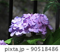 アジサイ 90518486