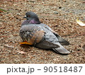 鳩 90518487