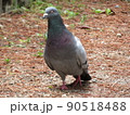 鳩 90518488