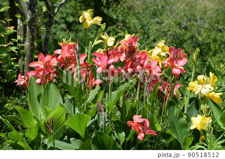 ひみつの花園 90518512