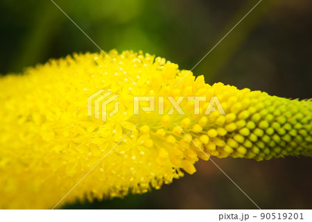 ブルビネラの花 ブルビネラの花 90519201