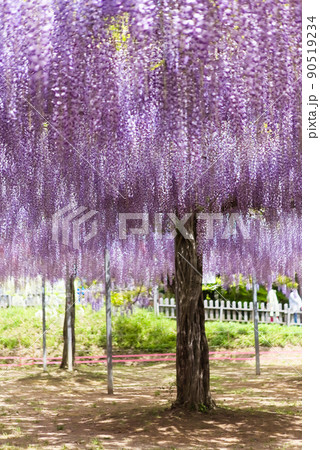 霧島市和気神社の藤の花 霧島市和気神社の藤の花 90519234