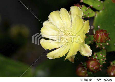 ウチワサボテンの花 ウチワサボテンの花 90519289