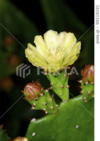 ウチワサボテンの花 90519291