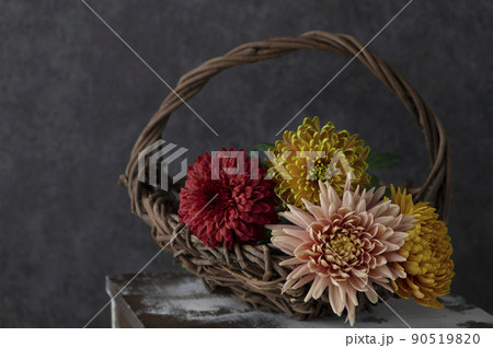菊の花 黒背景 菊の花 黒背景 90519820