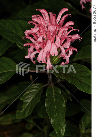 サンゴバナ 90520677