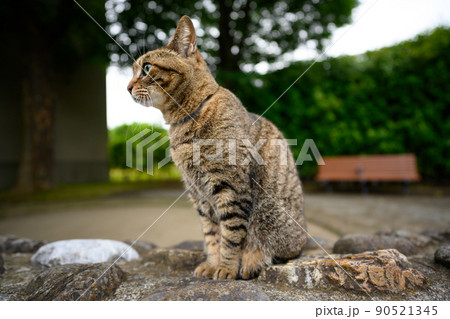公園のキジトラ猫 公園のキジトラ猫 90521345