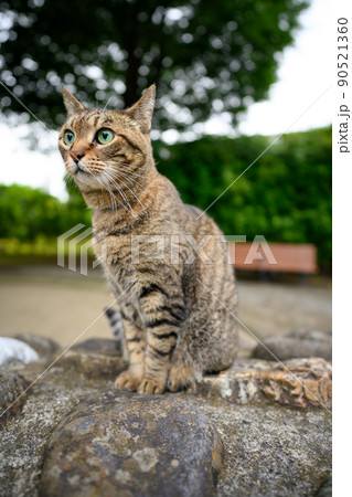 公園のキジトラ猫 90521360