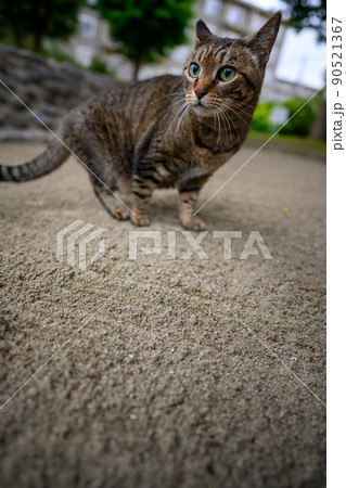 公園のキジトラ猫 公園のキジトラ猫 90521367