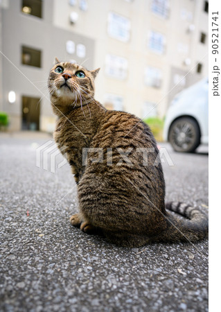 座るキジトラ猫 座るキジトラ猫 90521741