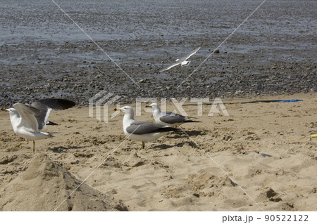 鳥 砂浜 ビーチ 90522122