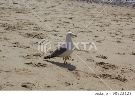 ビーチ 鳥 砂浜 90522123