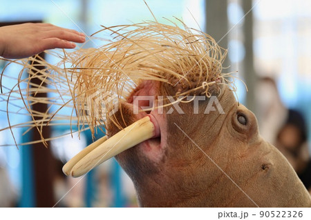 〔三重県鳥羽市・5月〕セイウチとのふれあいタイム　立派なお髭　鳥羽水族館 90522326