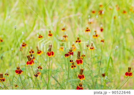 Close up shot of Upright prairie coneflower blossom 90522646