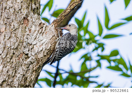 Close up shot of female Red-bellied woodpecker catching Hogna spider Close up shot of female Red-bellied woodpecker catching Hogna spider 90522661