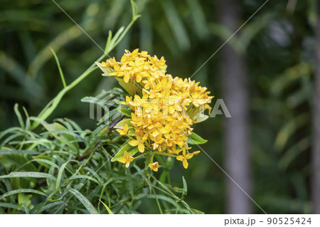 Bunches of yellow color petals Ixora Flower plant blossom on blurry green leaves backgrounds. 90525424