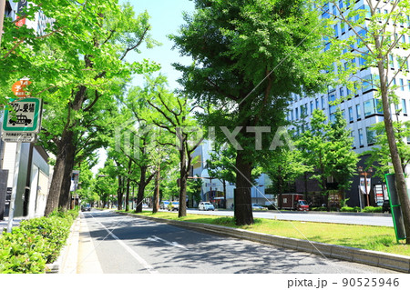 御堂筋　新緑の銀杏並木 90525946