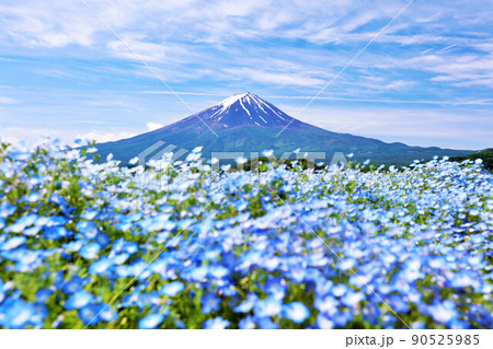 初夏の絶景　富士山とネモフィラの風景 90525985