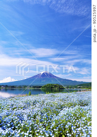 初夏の絶景　富士山とネモフィラの風景 90525997