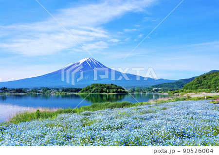 初夏の絶景　富士山とネモフィラの風景 90526004