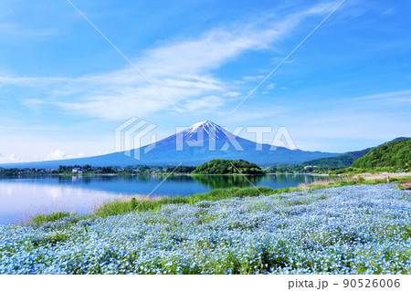 初夏の絶景　富士山とネモフィラの風景 90526006