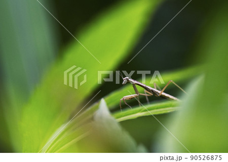 密に生えたワサフジバカマの茂みに潜むオオカマキリの若齢幼虫_晴天横1 密に生えたワサフジバカマの茂みに潜むオオカマキリの若齢幼虫_晴天横1 90526875