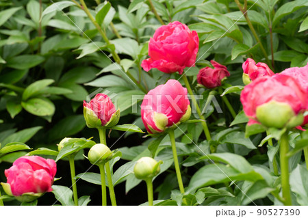 赤い芍薬のつぼみ 90527390