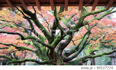 秋を感じる迫力あるきの素材 太古から存在する巨木 脈々と成長する巨木 生命エネルギーを感じる木 大樹 秋を感じる迫力あるきの素材 太古から存在する巨木 脈々と成長する巨木 生命エネルギーを感じる木 大樹 90527729