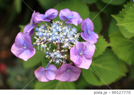 額紫陽花 90527770