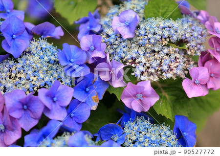 額紫陽花 90527772