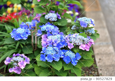 額紫陽花 90527829