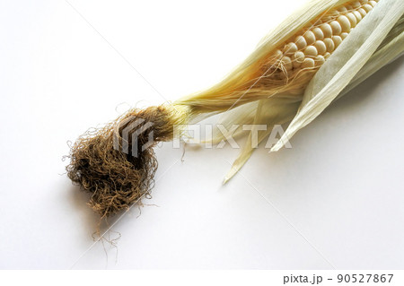 とうもろこし5 90527867