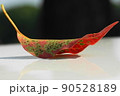 紅葉 90528189