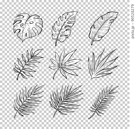 夏の植物、葉っぱの線画の白黒ベクターイラストセット 90528279